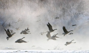 'Cold Morning Flight' by Doug Roane